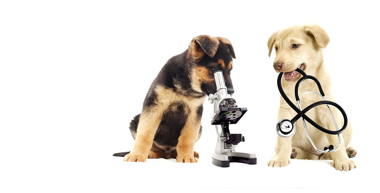 vetcenter veteriner kliniği anasayfa